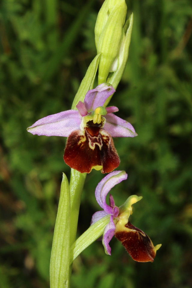 Ophrys tetraloniae / Ofride Tetralonia